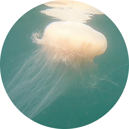 白色霞水母