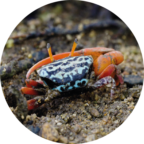 麗彩擬瘦招潮蟹