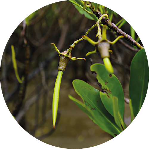 麗彩擬瘦招潮蟹