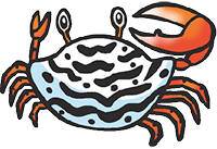 麗彩擬瘦招潮蟹