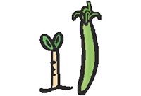 麗彩擬瘦招潮蟹